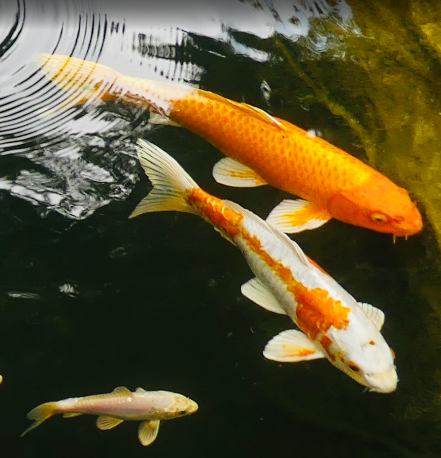 Poissons rouge en bassin : camping Lou Labech, camping à Bouzigues