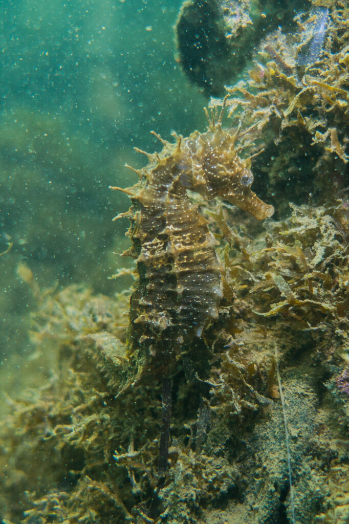 La lagune de l'étang de thau à proximité du domaine Lou Labech, camping 3 étoiles à Bouzigues dans l'Hérault