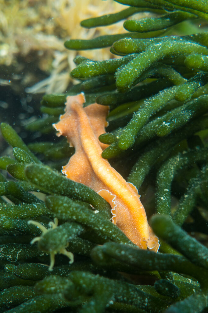 La proximité de la lagune de de l'étang de thau et du domaine Lou Labech à Bouzigues