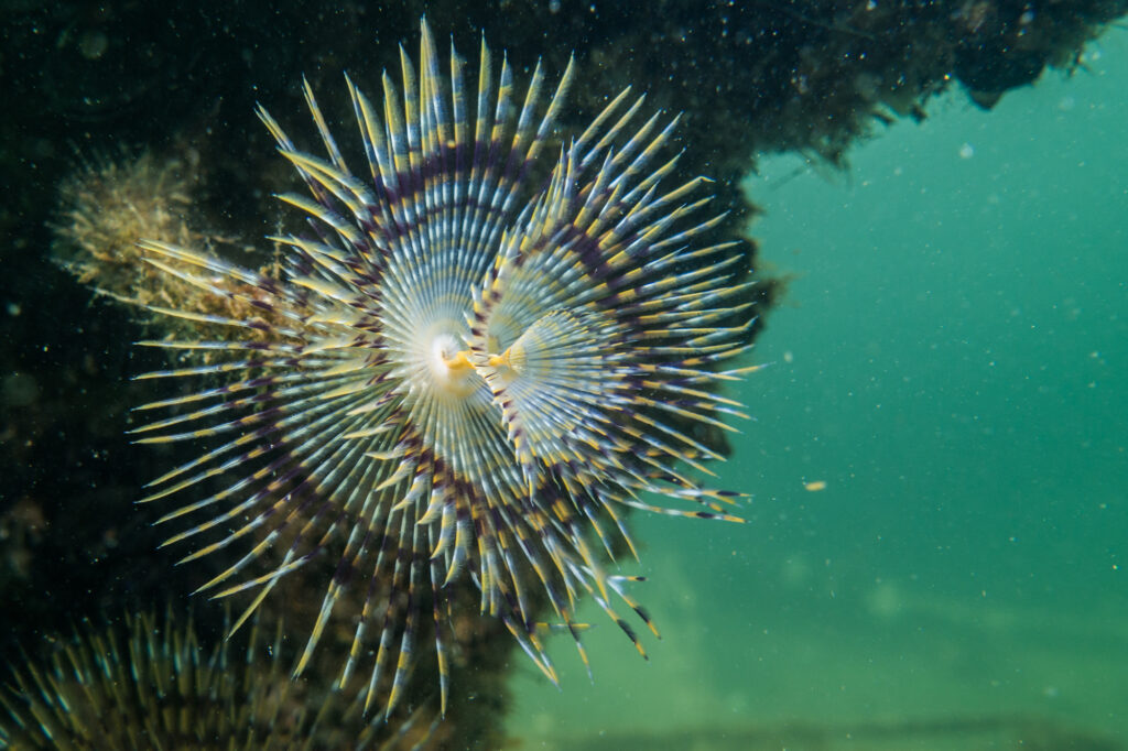 La faune marine de l'étang de thau, à proximité de du camping 3 étoiles Lou Labech à Bouzigues