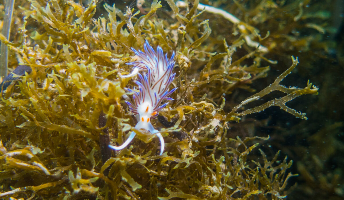 La faune marine de l'étang de thau