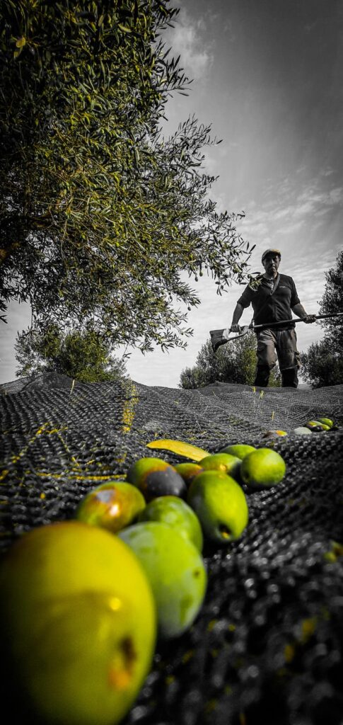 Culture de la vigne dans les années 30